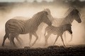 Zèbres de plaine ou zèbres de Burchell dans la poussière du Parc National de Nxai Pan, Botswana.
(Equus burchelli). Afrique 
 Botswana 
 Equus 
 National 
 Nxai 
 Pan 
 Park 
 burchell 
 burchelli 
 eau 
 mammal 
 reflet 
 reflexion 
 zèbre 