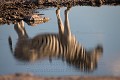 Reflet d'un zèbre de plaine ou zèbre de Burchell, Parc National de Nxai Pan, Botswana.
(Equus burchelli). Afrique 
 Botswana 
 Equus 
 National 
 Nxai 
 Pan 
 Park 
 burchell 
 burchelli 
 eau 
 mammal 
 reflet 
 reflexion 
 zèbre 