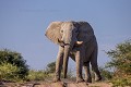 Eléphant mâle solitaire sur une piste du Parc National de Nxai Pan, Botswana. (Loxodonta africana). Botswana. Africa 
 Afrique 
 Botswana 
 Kalahari 
 National 
 Nxai 
 Pan 
 Park 
 bull 
 défense 
 désert 
 ivoire 
 ivory 
 male 
 mammal 
 mâle 
 parc 
 solitaire 
 solitary 
 tusk 
 éléphant 