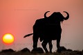 Buffle d'Afrique au coucher du soleil. (Syncerus caffer). Botswana. Afrique 
 Botswana 
 Buffalo 
 Buffle 
 Syncerus caffer 
 africa 
 bull 
 horns 
 silhouette 
 soleil 
 sunset 