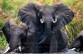 Eléphants d'Afrique (Loxodonta africana), surpris en plein durant leur bain dans le Delta de l'Okavango.
Botswana. Afrique 
 Afrique Australe 
 Botswana 
 Delta 
 Elephant 
 Loxodonta 
 Okavango 
 Okavango Delta 
 africa 
 africana 
 éléphant 