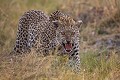 Léopard menaçant (Panthera pardus). Delta de l'Okavango. Botswana Afrique 
 Afrique Australe 
 Botswana 
 Félins 
 Leopard 
 Mammifères d'Afrique 
 Moremi 
 arbre 
 brousse 
 bush 
 carnivore 
 léopard 
 tree 