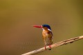 Martin pêcheur huppé. Delta de l'Okavango, Botswana. Afrique 
 Alcedo 
 Botswana 
 Delta 
 Kingfisher 
 Malachite 
 Okavango 
 africa 
 bird 
 cristata 
 huppé 
 martin 
 oiseau 
 pêcheur 