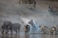 Zèbres de Burchell (Equus burchelli) en train de boire le soir sur les rives de la rivières Boteti dans le désert du Kalahari. Botswana. Afrique 
 Botswana 
 Kalahari 
 Meno A Kwena 
 Zebra 
 zèbre 
Equus
Burchelli
bush
brousse
troupeau
mâle,
stalions
 