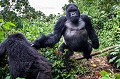 Gorille de montagne, mâle dominant Dos argenté appelé AKAREVURO (Gorilla gorilla beringei).
Ce dos argenté est un peu soûl et a un comportement inhabituel en raison de l'absorption d'une grande quantité de jeune pousses de bambous dont il raffole à cette époque de l'année (saison des pluies). 
Les jeunes bambous sont particulièrement riches en protéines et en sucres et fermentent dans l'estomac des gorilles pour se transformer en... alcool. 
Ainsi Ils deviennent en quelque sorte complètement soûls et ont des comportements parfois un peu violents et sont hyper-actifs quand ils jouent entre eux. 
Dans cette situation, Même les pisteurs se méfient et le laissent passer... Alors qu'habituellement, les gorilles sont des créatures extrêmement paisibles et parfaitement inoffensives. 
C'est donc une situation exceptionnelle dont il est question ici.
Ce dos argenté a violemment percuté le photographe qui a été projeté à terre à son passage.
Groupe Kwitonda. Parc National des Volcans, Rwanda. Afrique 
 Ape 
 Gorilla 
 Gorilla gorilla beringei 
 Gorille 
 Great 
 Great Ape 
 Kwitonda 
 Parc national des Volcans 
 Rwanda 
 africa 
 bamboo 
 bambou 
 gorille 
 grand 
 grand singe 
 mammal 
 mammifère 
 primate 
 singe 