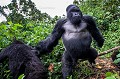 Gorille de montagne, mâle dominant Dos argenté appelé AKAREVURO (Gorilla gorilla beringei).
Ce dos argenté est un peu soûl et a un comportement inhabituel en raison de l'absorption d'une grande quantité de jeune pousses de bambous dont il raffole à cette époque de l'année (saison des pluies). 
Les jeunes bambous sont particulièrement riches en protéines et en sucres et fermentent dans l'estomac des gorilles pour se transformer en... alcool. 
Ainsi Ils deviennent en quelque sorte complètement soûls et ont des comportements parfois un peu violents et sont hyper-actifs quand ils jouent entre eux. 
Dans cette situation, Même les pisteurs se méfient et le laissent passer... Alors qu'habituellement, les gorilles sont des créatures extrêmement paisibles et parfaitement inoffensives. 
C'est donc une situation exceptionnelle dont il est question ici.
Ce dos argenté a violemment percuté le photographe qui a été projeté à terre à son passage.
Groupe Kwitonda. Parc National des Volcans, Rwanda. Afrique 
 Ape 
 Gorilla 
 Gorilla gorilla beringei 
 Gorille 
 Great 
 Great Ape 
 Kwitonda 
 Parc national des Volcans 
 Rwanda 
 africa 
 bamboo 
 bambou 
 gorille 
 grand 
 grand singe 
 mammal 
 mammifère 
 primate 
 singe 