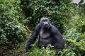 Gorille de montagne, mâle dos noir, non dominant  (Gorilla gorilla beringei).
Groupe Kwitonda. Parc National des Volcans, Rwanda. Afrique 
 Ape 
 Black 
 Gorilla 
 Gorilla gorilla beringei 
 Gorille 
 Great 
 Great Ape 
 Kwitonda 
 Parc national des Volcans 
 Rwanda 
 africa 
 back 
 dos 
 gorille 
 grand 
 grand singe 
 jeune 
 male 
 mammal 
 mammifère 
 mâle 
 noir 
 non dominant 
 primate 
 singe 
 young 