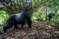 Gorille de montagne, mâle dominant Dos argenté appelé AKAREVURO (Gorilla gorilla beringei).
Ce dos argenté est un peu  soûl et a un comportement inhabituel en raison de l'absorption d'une grande quantité de jeune pousses de bambous dont il raffole à cette époque de l'année (saison des pluies). 
Les jeunes bambous sont particulièrement riches en protéines et en sucres et fermentent dans l'estomac des gorilles pour se transformer en... alcool. 
Ainsi Ils deviennent en quelque sorte complètement soûls et ont des comportements parfois un peu violents car ils sont hyper-actifs quand ils jouent entre eux. 
Dans cette situation, Même les pisteurs se méfient et le laissent passer... Alors qu'habituellement, les gorilles sont des créatures extrêmement paisibles et parfaitement inoffensives. 
C'est donc une situation exceptionnelle dont il est question ici.
Groupe Kwitonda. Parc National des Volcans, Rwanda. Afrique 
 Ape 
 Gorilla 
 Gorilla gorilla beringei 
 Gorille 
 Great 
 Great Ape 
 Kwitonda 
 Parc national des Volcans 
 Rwanda 
 africa 
 gorille 
 grand 
 grand singe 
 mammal 
 mammifère 
 primate 
 singe 