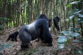 Dos argenté Gorille de montagne  et une partie de son groupe (groupe Agashya) dans une forêt de bambous.  (Gorilla gorilla beringei). Parc National des Volcans. Rwanda. Afrique 
 Agashya 
 Ape 
 Gorilla 
 Gorilla gorilla beringei 
 Gorille 
 Great 
 Great Ape 
 Parc national des Volcans 
 Park 
 Rwanda 
 Volcanoes National Park 
 africa 
 endangered 
 gorille 
 grand 
 mammal 
 mammifère 
 montagne 
 primate 
 singe 