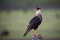 Caracara du Nord (Caracara cheriway). Llanos. Venezuela. 
 Amerique latine 
 Amérique du Sud 
 Caracara 
 El Cedral 
 Hato El Cedral 
 Latin America 
 Lianos 
 Llanos 
 Northern Crested 
 Venezuela 
 Wetland 
 bird 
 bird of prey 
 caracara du nord 
 cheriway 
 oiseau 
 rapace 
 scavenger 
 zone humide 