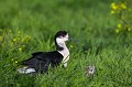 Echasse blanche ( Himantopus himantopus ), mâle avec un de ses poussins tout juste éclos. Marais Poitevin. Vendée. France. Aves 
 Birds 
 Black-winged Stilt 
 Charadriiformes 
 France 
 Himantopus himantopus 
 OISEAUX 
 Récurvirostridae 
 Récurvirostridés 
 Vendée 
 limicole 
 oiseau 
 Échasse blanche 