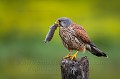 Faucon crécerelle (Falcon tinnunculus) mâle adulte avec une proie (un campagnol) posé sur un promontoire avant de nourrir ses poussins dans un nichoir. Affût spécial. Marais Poitevin. Vendée. France. Europe. faucon,
crécerelle,
Falcon, 
tinnunculus,
rapace,
proie,
Marais Poitevin,
Vendée,
France,
oiseau,
stage,
male,
zone humide 