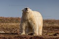 Ours polaire mâle (Ursus maritimus) sur un  îlot à la recherche de nourriture comme des oeufs d'oiseaux de mer (eiders, goélands, sternes) ou des poussins. Andoyane. Woodfjord. Spitzberg. Svalbard, Norvège.
 Brown Bear 
 Carnivora 
 Carnivores 
 Europe 
 Mammalia 
 Mammals 
 Norvège 
 Norway 
 Ours 
 Ours brun 
 Ours polaire 
 Spitsberg 
 Spitsbergen 
 Spitzberg 
 Svalbard 
 Ursidae 
 Ursidés 
 Ursus arctos 
 Ursus maritimus 
 Woodfjord 
 archipel 
 arctic 
 arctique 
 littoral 
 mammal 
 mammifère 
 mammifères 
 mer 
 ocean 
 ours blanc 
 polar bear 
 voyage 
 été 
 île 