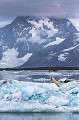 Ours polaire mâle (Ursus maritimus)  en train de dévorer un phoque sur un iceberg dans un fjord. Une mouette blanche (Pagophila eburnea) attend patiemment pour récupérer les restes. Sud de l'archipel du Svalbard, Norvège. 

 Norvège 
 Norway 
 Ours polaire 
 Pagophila 
 Pagophila eburnea 
 Seal 
 Spitsberg 
 Spitsbergen 
 Spitzberg 
 Svalbard 
 archipel 
 arctic 
 arctique 
 clouds 
 eburnea 
 glace 
 ice 
 iceberg 
 mammal 
 mammifère 
 mer 
 montagne 
 mountain 
 nuages 
 ours blanc 
 phoque 
 predator 
 prédateur 
 prédation 
 snow 