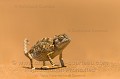 Cameleon Namaqua. (Chamaeleo namaquensis). Desert du Namib, Namibie.
Ce cameleon passe son temps au sol a chasser des insectes sur les dunes de sable du desert du Namib.
Sa coloration de base est noire, mais il change en fonction de son etat de stress ou de ses conditions de vie, de comportement ( chasse, reproduction, etc).

 Afrique 
 Chamaeleo namaquensis 
 Namaqua 
 Namib 
 Namibia 
 Namibie 
 africa 
 cameleon 
 desert 
 dunes 
 désert 
 reptile 