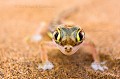 Gecko du désert (Pachydactylus rangei). 
Ce gecko est endémique au désert du Namib en Namibie. Il vit dans les dunes de sable. Essentiellement nocturne, il n'aime pas la lumière directe du soleil, ses yeux sont particulièrement sensibles. Il doit  humidifier et nettoyer ses paupières régulièrement à l'aide de sa langue suffisament longue pour celà. 
Ses pieds palmés lui permettent de se déplacer facilement sur le sable comme avec des raquettes sur la neige, et surtout de creuser des galeries dans lesquelles y vit à l'abri des prédateurs et du soleil.. 
Sa peau est lisse et très fine, richement vascularisée pour dissimper la chaleur. 
Parc National du Dorob. Namibie.


W Afrique 
 Dorob 
 Gecko 
 Namib 
 Namibia 
 Namibie 
 Pachydactylus rangei 
 Portrait 
 adaptation 
 africa 
 aride 
 dry 
 dunes 
 endemic 
 endémique 
 eyes 
 head 
 lézard 
 repitle 
 sec 
 vision 
 yeux 