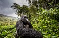 Gorille de montagne. Male Non Dominant - Dos Argenté Gihishamwotsi. (Gorilla gorilla beringei). Groupe Sabyinyo. Rwanda. Volcanoes National Park. Octobre. 
 Afrique 
 Gihishamwotsi 
 Gorilla gorilla beringei 
 Gorilles 
 Rwanda 
 Sabyinyo 
 Volcanoes National Park 
 silverback 