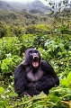 Gorille de montagne. Male Non Dominant N° 2, Dos Argenté Gihishamwotsi. (Gorilla gorilla beringei). Groupe Sabyinyo. Rwanda. Volcanoes National Park. Octobre. Africa 
 Afrique 
 Ape 
 Gihishamwotsi 
 Gorilla 
 Gorilla gorilla 
 Gorilla gorilla beringei 
 Gorilles 
 Great Ape 
 Great Apes 
 Parc 
 Parc national des Volcans 
 Park 
 Rwanda 
 Sabyinyo 
 Volcanoes 
 Volcanoes National Park 
 Volcans 
 gorille 
 grand singe 
 mammal 
 mammifère 
 silverback 
 singe 