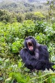Gorille de montagne. Male Non Dominant N° 2, Dos Argenté Gihishamwotsi. (Gorilla gorilla beringei). Groupe Sabyinyo. Rwanda. Volcanoes National Park. Octobre. Africa 
 Afrique 
 Gihishamwotsi 
 Gorilles 
 Rwanda 
 Sabyinyo 
 Volcanoes National Park 
 silverback 