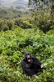 Gorille de montagne. Male Non Dominant N° 2, Dos Argenté Gihishamwotsi. (Gorilla gorilla beringei). Groupe Sabyinyo. Rwanda. Volcanoes National Park. Octobre. Africa 
 Afrique 
 Gihishamwotsi 
 Gorilles 
 Rwanda 
 Sabyinyo 
 Volcanoes National Park 
 silverback 