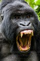 Gorille de montagne. Male Non Dominant N° 2, Dos Argenté Gihishamwotsi. (Gorilla gorilla beringei). Groupe Sabyinyo. Rwanda. Volcanoes National Park. Octobre. Africa 
 Afrique 
 Gihishamwotsi 
 Gorilla gorilla 
 Gorilla gorilla beringei 
 Gorilles 
 Great Ape 
 Great Apes 
 Parc 
 Portrait 
 Rwanda 
 Sabyinyo 
 Volcanoes National Park 
 gorille 
 grand singe 
 mammal 
 mammifère 
 silverback 
 singe 