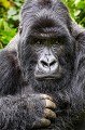 Gorille de montagne. Male Non Dominant N° 2, Dos Argenté Gihishamwotsi. (Gorilla gorilla beringei). Groupe Sabyinyo. Rwanda. Volcanoes National Park. Octobre. Africa 
 Afrique 
 Gihishamwotsi 
 Gorilles 
 Rwanda 
 Sabyinyo 
 Volcanoes National Park 
 silverback 