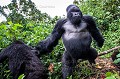 Gorille de montagne, mâle dominant Dos argenté appelé AKAREVURO (Gorilla gorilla beringei).
Ce dos argenté est un peu soûl et a un comportement inhabituel en raison de l'absorption d'une grande quantité de jeune pousses de bambous dont il raffole à cette époque de l'année (saison des pluies). 
Les jeunes bambous sont particulièrement riches en protéines et en sucres et fermentent dans l'estomac des gorilles pour se transformer en... alcool. 
Ainsi Ils deviennent en quelque sorte complètement soûls et ont des comportements parfois un peu violents et sont hyper-actifs quand ils jouent entre eux. 
Dans cette situation, Même les pisteurs se méfient et le laissent passer... Alors qu'habituellement, les gorilles sont des créatures extrêmement paisibles et parfaitement inoffensives. 
C'est donc une situation exceptionnelle dont il est question ici.
Ce dos argenté a violemment percuté le photographe qui a été projeté à terre à son passage.
Groupe Kwitonda. Parc National des Volcans, Rwanda. Africa 
 Afrique 
 Ape 
 Gorilla 
 Gorilla gorilla beringei 
 Gorille 
 Great 
 Great Ape 
 Kwitonda 
 Parc national des Volcans 
 Rwanda 
 bamboo 
 bambou 
 gorille 
 grand 
 grand singe 
 mammal 
 mammifère 
 primate 
 singe 