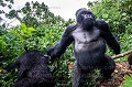 Gorille de montagne, mâle dominant Dos argenté appelé AKAREVURO (Gorilla gorilla beringei).
Ce dos argenté est un peu soûl et a un comportement inhabituel en raison de l'absorption d'une grande quantité de jeune pousses de bambous dont il raffole à cette époque de l'année (saison des pluies). 
Les jeunes bambous sont particulièrement riches en protéines et en sucres et fermentent dans l'estomac des gorilles pour se transformer en... alcool. 
Ainsi Ils deviennent en quelque sorte complètement soûls et ont des comportements parfois un peu violents et sont hyper-actifs quand ils jouent entre eux. 
Dans cette situation, Même les pisteurs se méfient et le laissent passer... Alors qu'habituellement, les gorilles sont des créatures extrêmement paisibles et parfaitement inoffensives. 
C'est donc une situation exceptionnelle dont il est question ici.
Ce dos argenté a violemment percuté le photographe qui a été projeté à terre à son passage.
Groupe Kwitonda. Parc National des Volcans, Rwanda. Africa 
 Afrique 
 Ape 
 Gorilla 
 Gorilla gorilla beringei 
 Gorille 
 Great 
 Great Ape 
 Kwitonda 
 Parc national des Volcans 
 Rwanda 
 bamboo 
 bambou 
 gorille 
 grand 
 grand singe 
 mammal 
 mammifère 
 primate 
 singe 