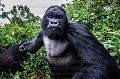 
Gorille de montagne, mâle dominant Dos argenté appelé AKAREVURO (Gorilla gorilla beringei).
Ce dos argenté est un peu soûl et a un comportement inhabituel en raison de l'absorption d'une grande quantité de jeune pousses de bambous dont il raffole à cette époque de l'année (saison des pluies). 
Les jeunes bambous sont particulièrement riches en protéines et en sucres et fermentent dans l'estomac des gorilles pour se transformer en... alcool. 
Ainsi Ils deviennent en quelque sorte complètement soûls et ont des comportements parfois un peu violents et sont hyper-actifs quand ils jouent entre eux. 
Dans cette situation, Même les pisteurs se méfient et le laissent passer... Alors qu'habituellement, les gorilles sont des créatures extrêmement paisibles et parfaitement inoffensives. 
C'est donc une situation exceptionnelle dont il est question ici.
Ce dos argenté a violemment percuté le photographe qui a été projeté à terre à son passage.
Groupe Kwitonda. Parc National des Volcans, Rwanda. Africa 
 Afrique 
 Ape 
 Gorilla 
 Gorilla gorilla beringei 
 Gorille 
 Great 
 Great Ape 
 Kwitonda 
 Parc national des Volcans 
 Rwanda 
 bamboo 
 bambou 
 gorille 
 grand 
 grand singe 
 mammal 
 mammifère 
 primate 
 singe 