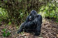 Gorille de montagne, mâle dominant Dos argenté appelé AKAREVURO (Gorilla gorilla beringei).
Ce dos argenté est complètement soûl et un peu fou en raison de l'absorption d'une grande quantité de jeune pousses de bambous dont il raffole à cette époque de l'année (saison des pluies). 
Les jeunes bambous sont particulièrement riches en protéines et fermentent dans l'estomac des gorilles qui deviennent en quelque sorte complètement soûls et ont des comportements parfois violents car ils sont hyper-actifs et jouent violemment entre eux. 
Ce dos argenté a violemment percuté le photographe qui a été projeté à terre à son passage.
Groupe Kwitonda. Parc National des Volcans, Rwanda. Africa 
 Afrique 
 Ape 
 Gorilla 
 Gorilla gorilla beringei 
 Gorille 
 Great 
 Great Ape 
 Kwitonda 
 Parc national des Volcans 
 Rwanda 
 gorille 
 grand 
 grand singe 
 mammal 
 mammifère 
 primate 
 singe 