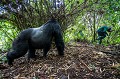 Gorille de montagne, mâle dominant Dos argenté appelé AKAREVURO (Gorilla gorilla beringei).
Ce dos argenté est un peu soûl et a un comportement inhabituel en raison de l'absorption d'une grande quantité de jeune pousses de bambous dont il raffole à cette époque de l'année (saison des pluies). 
Les jeunes bambous sont particulièrement riches en protéines et en sucres et fermentent dans l'estomac des gorilles pour se transformer en... alcool. 
Ainsi Ils deviennent en quelque sorte complètement soûls et ont des comportements parfois un peu violents et sont hyper-actifs quand ils jouent entre eux. 
Dans cette situation, Même les pisteurs se méfient et le laissent passer... Alors qu'habituellement, les gorilles sont des créatures extrêmement paisibles et parfaitement inoffensives. 
C'est donc une situation exceptionnelle dont il est question ici.

Groupe Kwitonda. Parc National des Volcans, Rwanda. Africa 
 Afrique 
 Ape 
 Gorilla 
 Gorilla gorilla beringei 
 Gorille 
 Great 
 Great Ape 
 Kwitonda 
 Parc national des Volcans 
 Rwanda 
 gorille 
 grand 
 grand singe 
 mammal 
 mammifère 
 primate 
 singe 