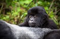 Jeune gorille de montagne (Gorilla gorilla beringei) chaché derrière un mâle dos argenté. 
Groupe Susa. Parc National des Volcans.
Rwanda. Africa 
 Afrique 
 Ape 
 Gorilla 
 Gorilla gorilla 
 Gorilla gorilla beringei 
 Gorille 
 Great 
 Great Ape 
 Great Apes 
 National 
 Parc 
 Parc national des Volcans 
 Park 
 Rwanda 
 Susa 
 Volcanoes 
 Volcans 
 gorille 
 grand 
 grand singe 
 looking 
 mammal 
 mammifère 
 montagne 
 primate 
 regard 
 singe 