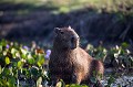 Capybara ou Cabiais (le plus gros rongeur du monde) dans les marais des Llanos. Hato el Cedral. Venezuela. (Hydrochoerus hydrochaeris).
 Amrérique 
 Amérique du Sud 
 Cabiai 
 El Cedral 
 Hato El Cedral 
 Hydrochoerus hydrochaeris 
 Latin America 
 Lianos 
 Venezuela 
 hydrochaeris 
 mammifere 
 marais 
 rongeur 
 sauvage 
 swamps 
 wild 
 wildlife 