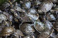 Tortues de l'Orénoque ou Podocnémide élargie (Podocnemis expansa) c'est la plus grande tortue de rivière d'Amérique latine. 
Individus captifs, programme d'élevage et de réintroduction à Hato El Cedral. Llanos. Venezuela. Amerique du sud 
 Amerique latine 
 Amrérique 
 Amérique du Sud 
 Arrau 
 Center 
 El Cedral 
 Hato El Cedral 
 IUCN 
 Latin America 
 Least Concern 
 Lianos 
 Llano. Venezuela. 
 Orenoque 
 Podocnemis expansa 
 Podocnémide élargie 
 River 
 Tortue 
 Turtle 
 Venezuela 
 Wetland 
 breeding 
 captivité 
 eau 
 marais 
 reintroduction 
 reptile 
 rivière 
 sauvage 
 swamps 
 tortuga 
 water 
 wild 
 wildlife 
 zone humide 
 élevage 