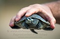 Tortue de l'Orénoque ou Podocnémide élargie (Podocnemis expansa) est la plus grande tortue de rivières d'amérique latine. Individus captifs, programme d'élevage et de réintroduction à Hato El Cedral. Llanos. Venezuela. Amerique du sud 
 Amerique latine 
 Amrérique 
 Amérique du Sud 
 Arrau 
 Center 
 El Cedral 
 Hato El Cedral 
 IUCN 
 Latin America 
 Least Concern 
 Lianos 
 Llano. Venezuela. 
 Orenoque 
 Podocnemis expansa 
 Podocnémide élargie 
 River 
 Tortue 
 Turtle 
 Venezuela 
 Wetland 
 breeding 
 captivité 
 eau 
 marais 
 reintroduction 
 reptile 
 rivière 
 sauvage 
 swamps 
 tortuga 
 water 
 wild 
 wildlife 
 zone humide 
 élevage 