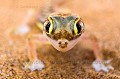 Gecko du désert (Pachydactylus rangei). 
Ce gecko est endémique au désert du Namib en Namibie. Il vit dans les dunes de sable. Essentiellement nocturne, il n'aime pas la lumière directe du soleil, ses yeux sont particulièrement sensibles. Il doit  humidifier et nettoyer ses paupières régulièrement à l'aide de sa langue suffisament longue pour celà. 
Ses pieds palmés lui permettent de se déplacer facilement sur le sable comme avec des raquettes sur la neige, et surtout de creuser des galeries dans lesquelles y vit à l'abri des prédateurs et du soleil.. 
Sa peau est lisse et très fine, richement vascularisée pour dissimper la chaleur. 
Parc National du Dorob. Namibie.
 Africa 
 Afrique 
 Dorob 
 Gecko 
 Namib 
 Namibia 
 Namibie 
 Pachydactylus rangei 
 Portrait 
 adaptation 
 aride 
 dry 
 dunes 
 endemic 
 endémique 
 eyes 
 head 
 lézard 
 repitle 
 sec 
 vision 
 yeux 