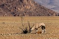 Oryx (Oryx gazella) dans le désert du Namib. Namibrand. Namibie.

 Africa 
 Afrique 
 Gemsbok 
 Namib 
 Namib Rand 
 Namibia 
 Namibie 
 Namibrand 
 Oryx 
 antilope 
 cornes 
 desert 
 désert 
 gazella 
 honrs 
 male 
 mammal 
 mammifère 
 mâle 
 road 
 route 