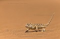 Cameleon Namaqua. (Chamaeleo namaquensis). Desert du Namib, Namibie.
Ce cameleon passe son temps au sol a chasser des insectes sur les dunes de sable du desert du Namib.
Sa coloration de base est noire, mais il change en fonction de son etat de stress ou de ses conditions de vie, de comportement ( chasse, reproduction, etc).


 Africa 
 Afrique 
 Chamaeleo namaquensis 
 Namaqua 
 Namib 
 Namibia 
 Namibie 
 cameleon 
 desert 
 dunes 
 désert 
 reptile 