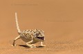 Cameleon Namaqua. (Chamaeleo namaquensis). Desert du Namib, Namibie.
Ce cameleon passe son temps au sol a chasser des insectes sur les dunes de sable du desert du Namib.
Sa coloration de base est noire, mais il change en fonction de son etat de stress ou de ses conditions de vie, de comportement ( chasse, reproduction, etc).


 Africa 
 Afrique 
 Chamaeleo namaquensis 
 Namaqua 
 Namib 
 Namibia 
 Namibie 
 cameleon 
 desert 
 dunes 
 désert 
 reptile 