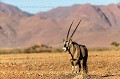 Oryx (Oryx gazella) dans le désert du Namib. Namibrand. Namibie.

 Africa 
 Afrique 
 Gemsbok 
 Namib 
 Namib Rand 
 Namibia 
 Namibie 
 Namibrand 
 Oryx 
 antilope 
 cornes 
 desert 
 désert 
 gazella 
 honrs 
 male 
 mammal 
 mammifère 
 mâle 
 road 
 route 
