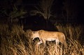 Lionne (Panthera leo) en pleine chasse la nuit. Réserve privée de Mala Mala. Afrique du sud. Africa 
 Afrique 
 Mala Mala 
 South Africa 
lion
lionne
Panthera leo
night
nuit
hunting,
chasser,
prédateur,
predator
 