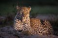 Leopard male le soir (Panthera pardus). Reserve de Faune de Mala Mala. Afrique du Sud. 

 Africa 
 Afrique 
 Afrique du sud 
 Félins 
 Game Reserve 
 Leopard 
 Mala Mala 
 Mammifères d'Afrique 
 Panthera pardus 
 River Rocks Male 
 Sabi Sand 
 South Africa 
 carnivore 
 cat 
 félin 
 léopard 