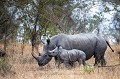 Rhinoceros blancs mere et son jeune (Ceratotherium simum). Reserve de Faune de Mala Mala. Afrique du sud

 Africa 
 Afrique 
 Afrique du sud 
 Ceratotherium 
 Game Reserve 
 Mala Mala 
 Rhino 
 Rhinoceros blanc 
 Sabi Sand 
 South Africa 
 White Rhinoceros 
 mammal 
 mammifère 
 simum 