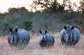 Rhinoceros blancs (Ceratotherium simum). Reserve de Faune de Mala Mala. Afrique du sud

 Africa 
 Afrique 
 Afrique du sud 
 Ceratotherium 
 Game Reserve 
 Mala Mala 
 Rhino 
 Rhinoceros blanc 
 Sabi Sand 
 South Africa 
 White Rhinoceros 
 mammal 
 mammifère 
 simum 