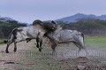 Taureaux de race Brahman (Bos indicus). Free Ranching.
Costa Rica.

 Amerique centrale 
 Brahman 
 Central America 
 Costa Rica 
 cattle 
 livestock 