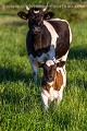 Vache de race Bretonne Pie Noir. Mère et son veau.
France. Bretagne 
 France 
 Pie-noir 
 bretonne 
 campagne 
 ferme 
 ruminant,
veau,
mère,
pré 
 rustique 
 vache 
 élevage 