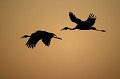 Couple de Grues Caronculees dans le soleil levant.
(Grus carunculatus)
Okavango Delta / Botswana
Statut : Vulnerable Afrique , oiseau , grue , caronculees , vol , voler , silhouette , ailes , espece , menacee , Botswana , Okavango , Delta , grus , caronculatus , 