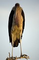 Marabout africain, gros plan au soleil couchant dans une colonie.
Marabou Stork, close-up at sunset in a colony.
(Leptoptilos crumeniferus)
Delta de l'Okavango, Botswana.
Okavango Delta, Botswana. Afrique ,
 oiseau ,
 marabout ,
 portrait ,
 grand ,
 pattes ,
 chauve ,
 bec ,
 charognard ,
 colonie ,
 Okavango , 
 Delta ,
 Botswana ,
 Leptoptilos ,
 crumeniferus , portrait 

 