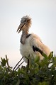 Marabout africain, gros plan d'un juvenile au soleil couchant dans une colonie.
(Leptoptilos crumeniferus)
Delta de l'Okavango, Botswana.
 Afrique 
 oiseau 
 marabout 
 portrait 
 grand 
 pattes 
 chauve 
 bec 
 charognard 
 colonie 
 Okavango 
 Delta 
 Botswana 
 Leptoptilos 
 crumeniferus 
 juvenile 
 Africa 
 bird 
 marabou 
 close-up 
 portrait 
 legs 
 bill 
 bald 
 scavenger 
 colony 
 Okavango Delta 
 Botswana 
 Leptoptilos crumeniferus 