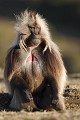 Singe Gelada, male dominant.
(Theropithecus gelada)
Parc National du Simien. Ethiopie. 3000 m d'altitude.
 Afrique 
 mammifere 
 singe 
 gelada 
 endemique 
 Ethiopie 
 montagne 
 monts 
 Simien 
 altitude 
 regard 
 fourrure 
 male 
 poil 
 herbivore 
 rouge 
 force 
 Theropithecus 
 gelada 
 Africa 
 mammal 
 baboon 
 monkey 
 Ethiopia 
 endemic 
 mountain 
 Simen 
 Simien 
 looking 
 chest 
 patch 
 red 
 herbivore 